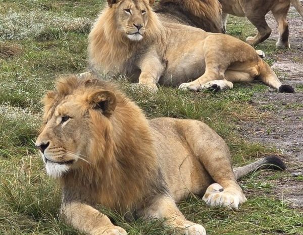 amazing cape lion