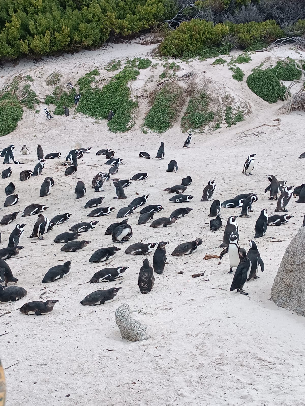 amazing cape penguins1