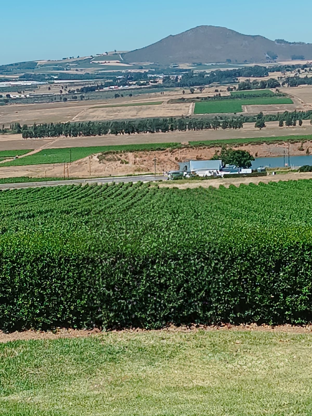 amazing cape winelands