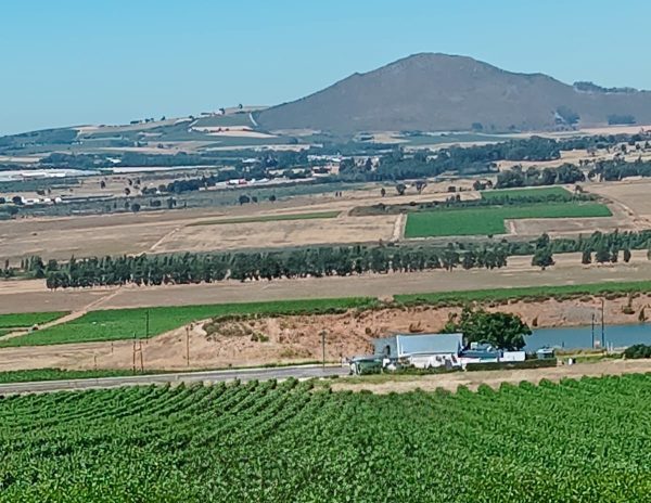 amazing cape winelands